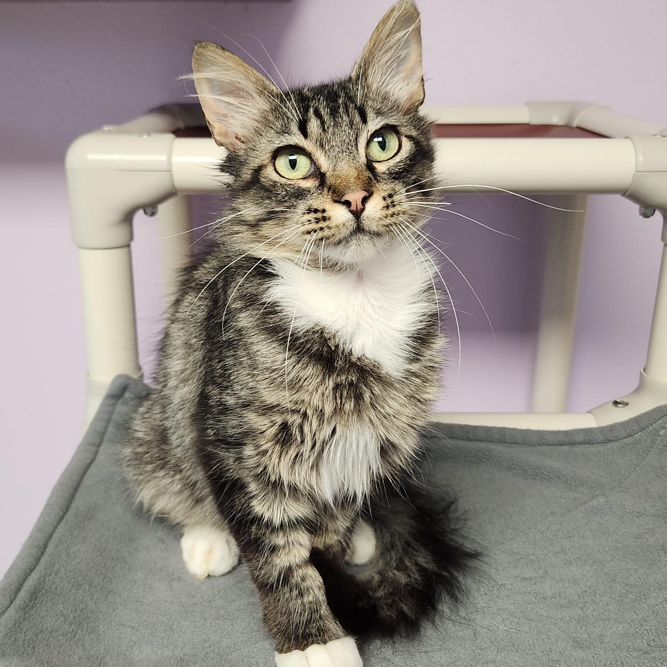 Enlarge Ivan, a ADOPTABLE Domestic Medium Hair in Marshfield, WI image 4/6