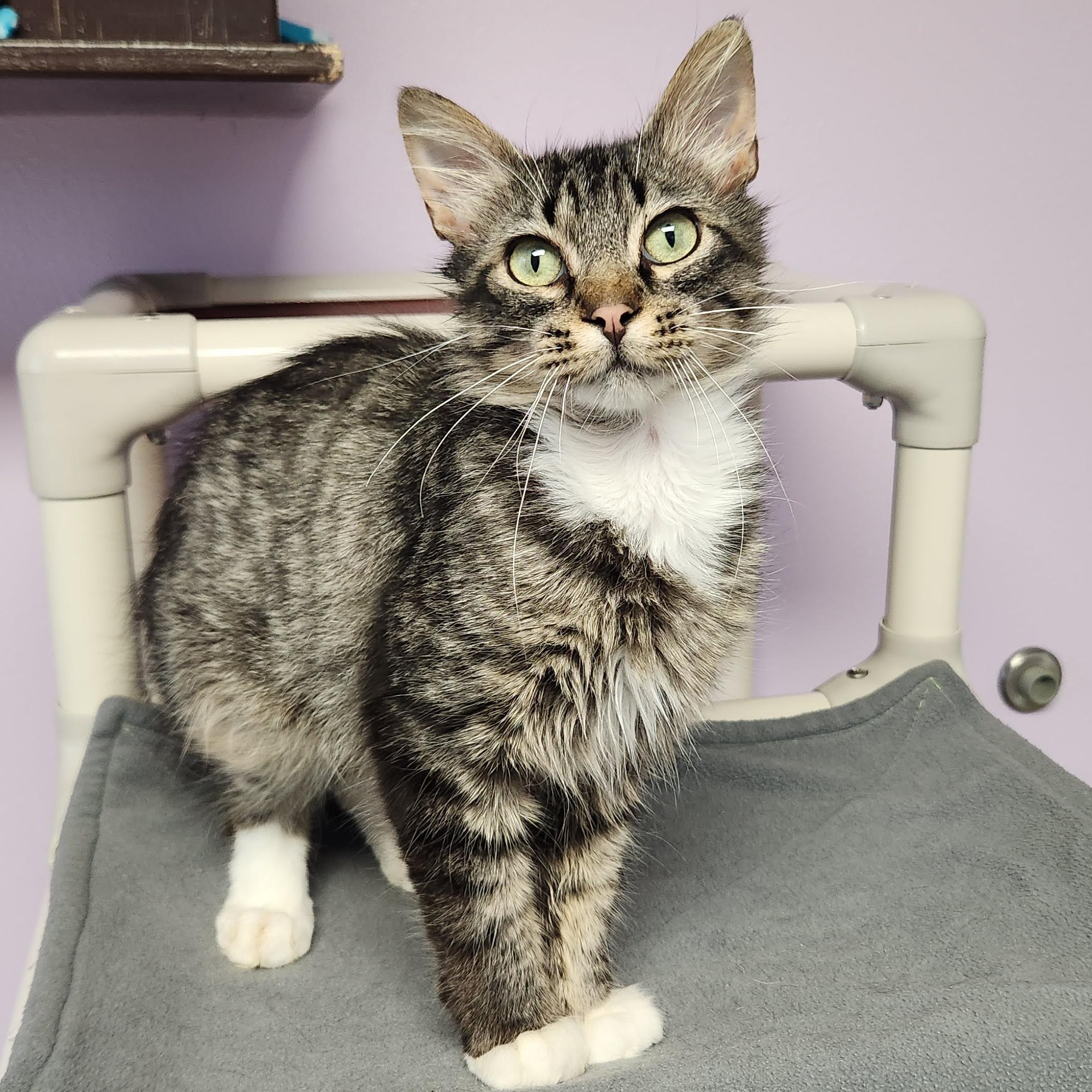Enlarge Ivan, a ADOPTABLE Domestic Medium Hair in Marshfield, WI image 3/6