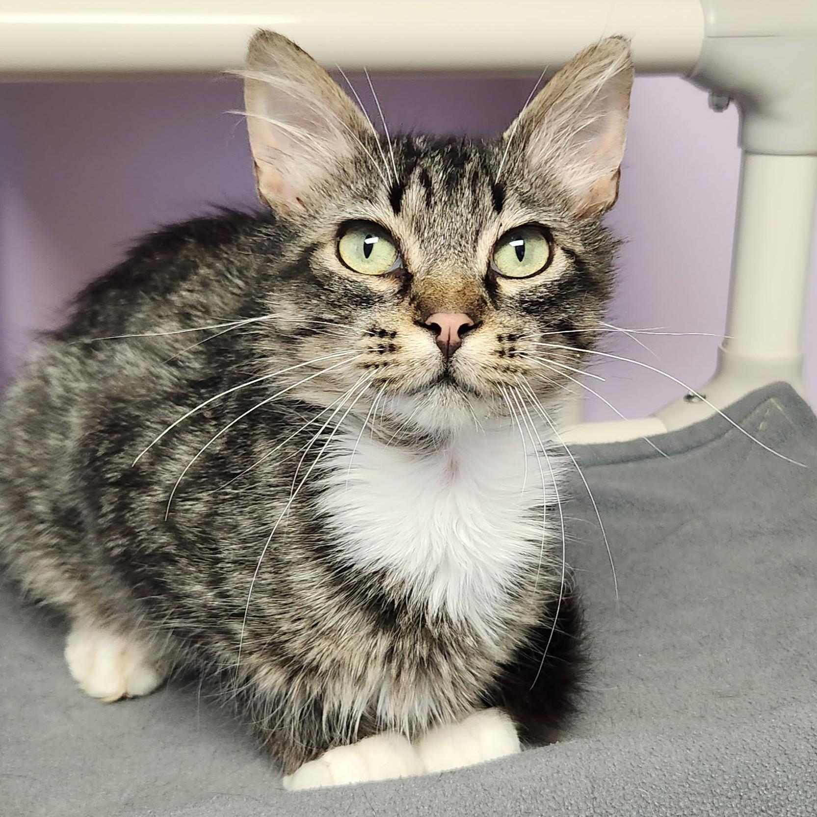 Enlarge Ivan, a ADOPTABLE Domestic Medium Hair in Marshfield, WI image 2/6