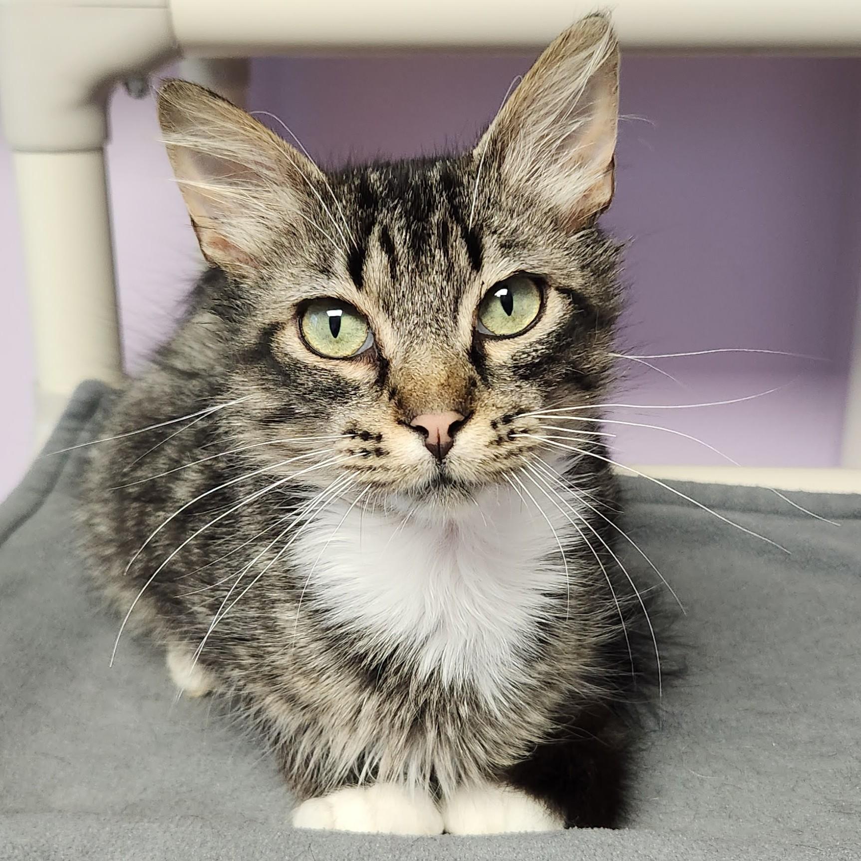 Enlarge Ivan, a ADOPTABLE Domestic Medium Hair in Marshfield, WI image 5/6