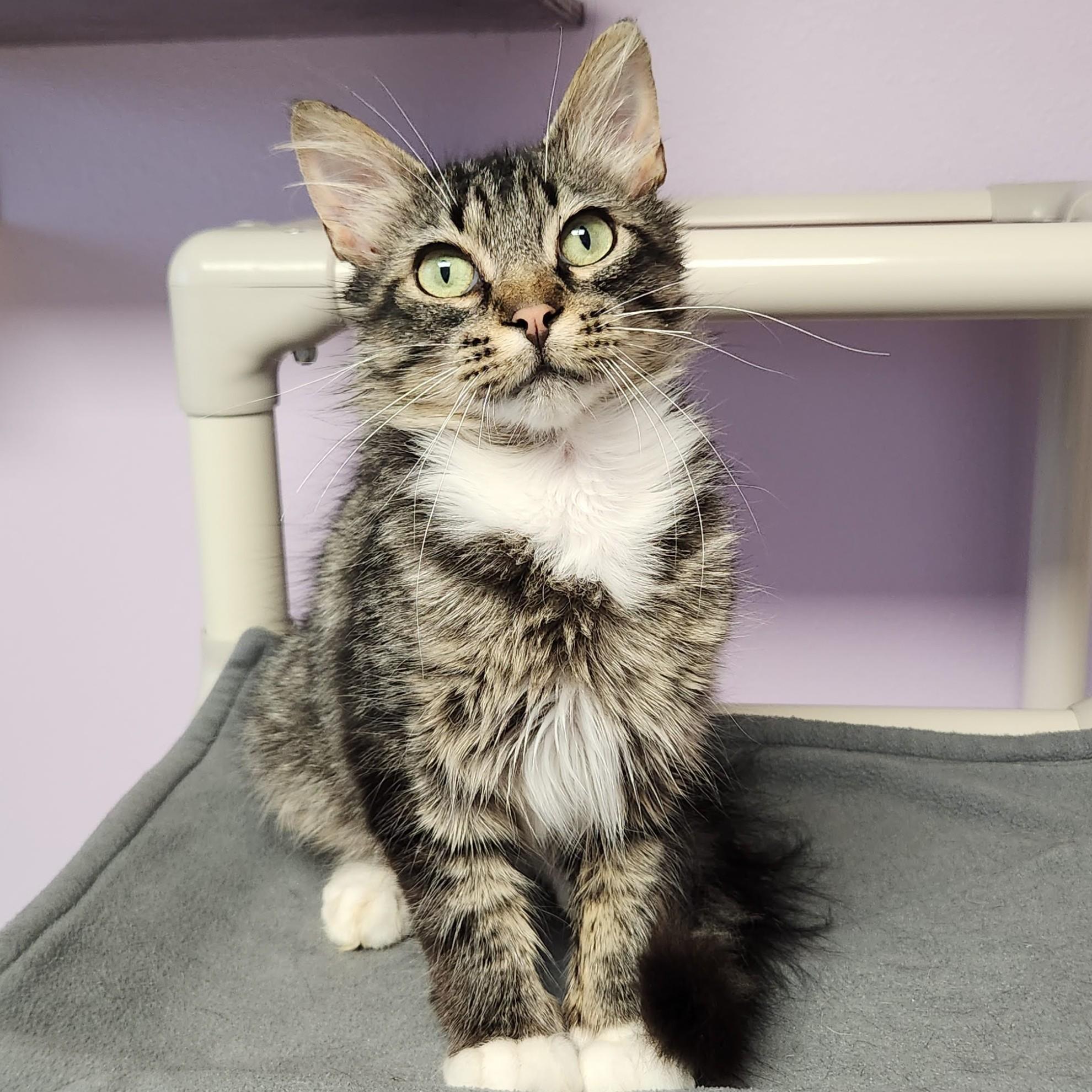 Ivan, ADOPTABLE, Young Male Domestic Medium Hair.