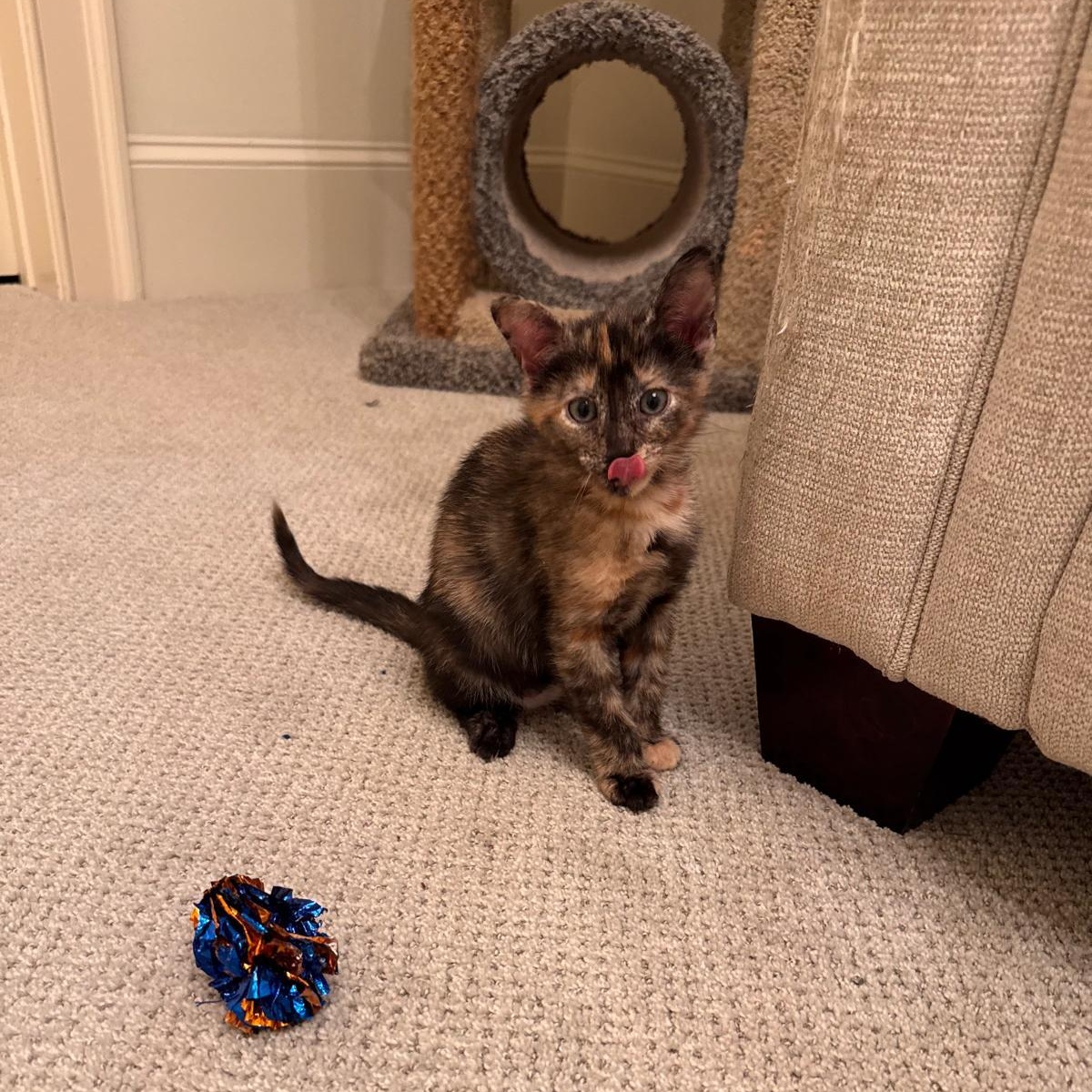 Enlarge Nova (bonded with Nebula), a Adoptable Tortoiseshell in Brookhaven, GA image 2/6