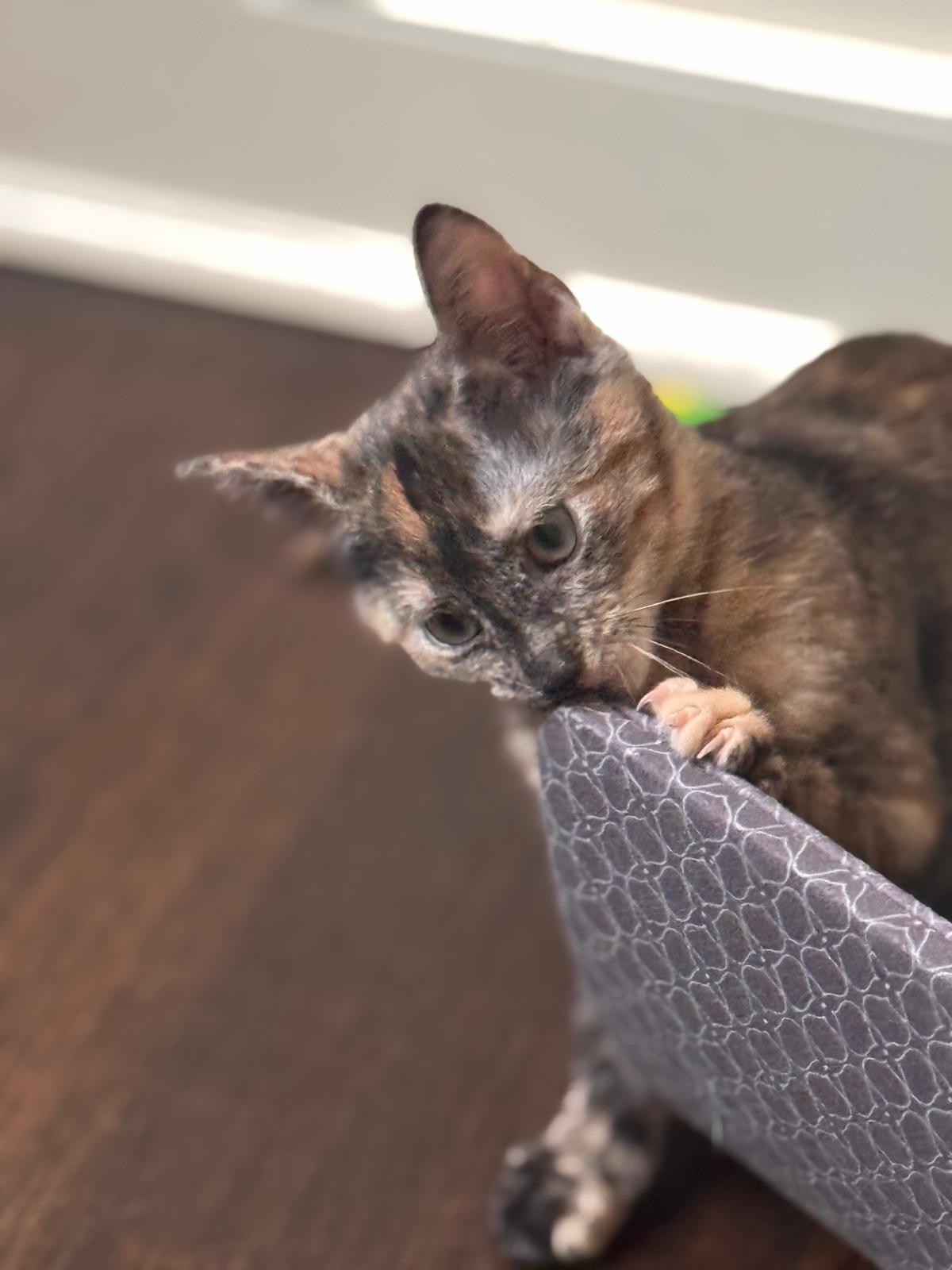 Nova (bonded with Nebula), adopted, Kitten Female Tortoiseshell.