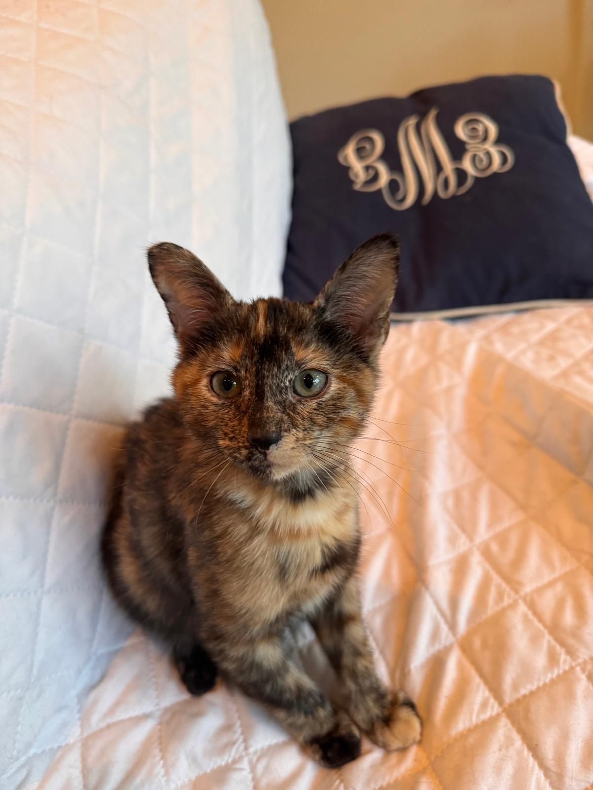 Enlarge Nova (bonded with Nebula), a Adoptable Tortoiseshell in Brookhaven, GA image 5/6