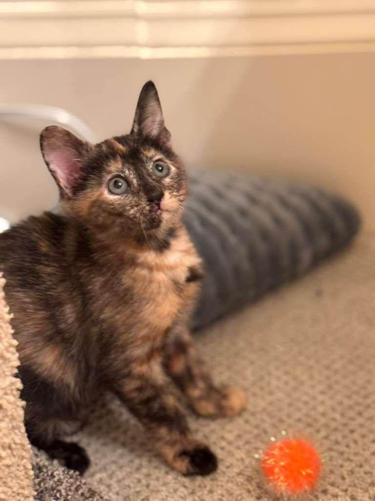 Enlarge Nova (bonded with Nebula), a Adoptable Tortoiseshell in Brookhaven, GA image 4/6