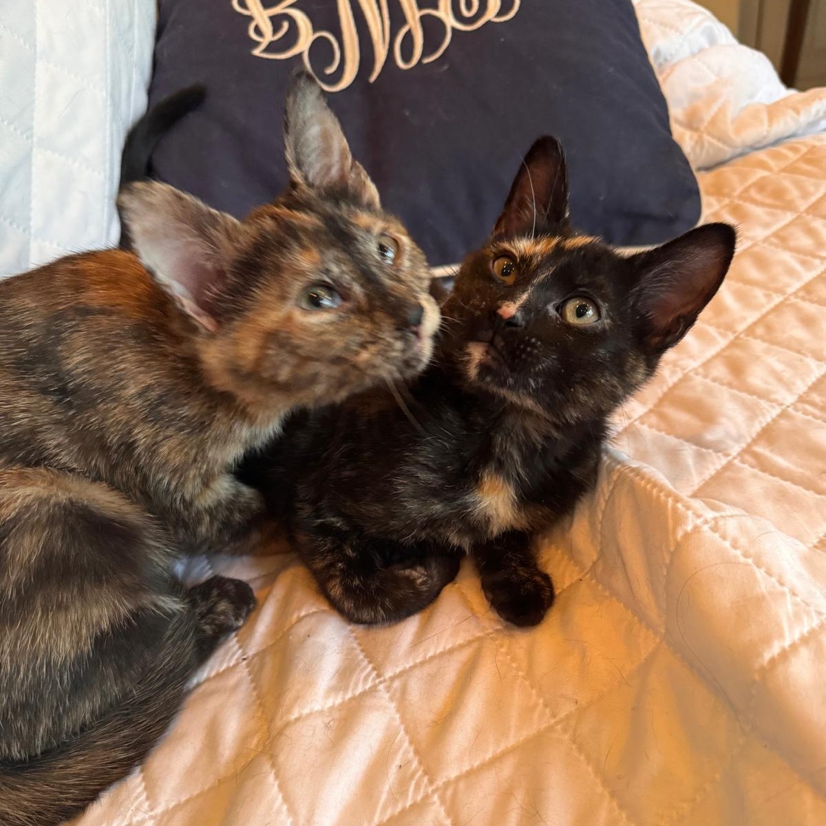 Enlarge Nova (bonded with Nebula), a Adoptable Tortoiseshell in Brookhaven, GA image 6/6