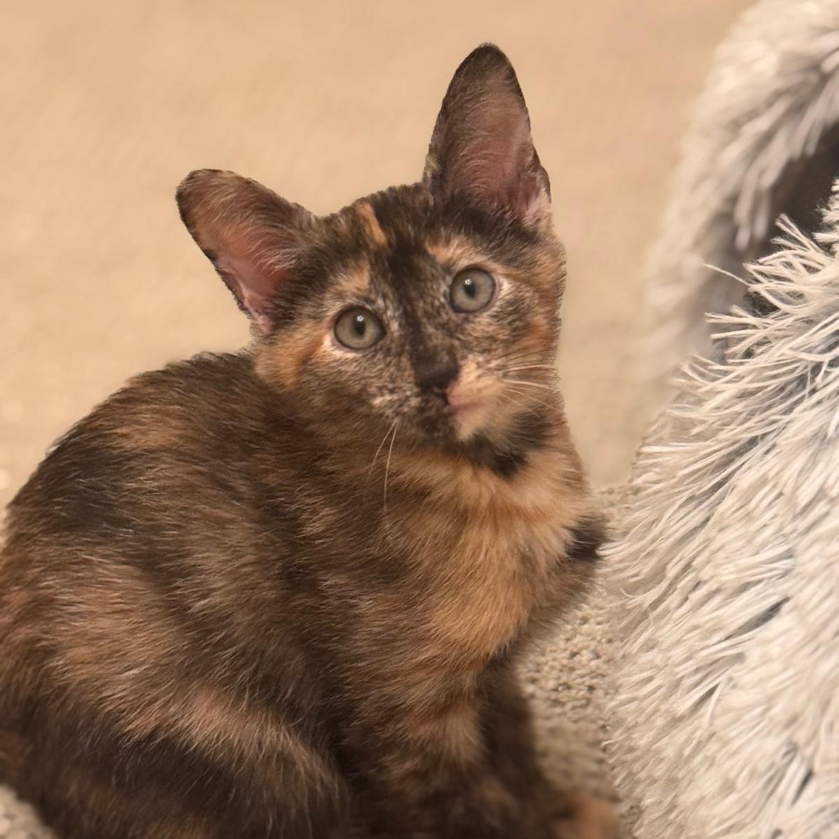 Enlarge Nova (bonded with Nebula), a Adoptable Tortoiseshell in Brookhaven, GA image 3/6