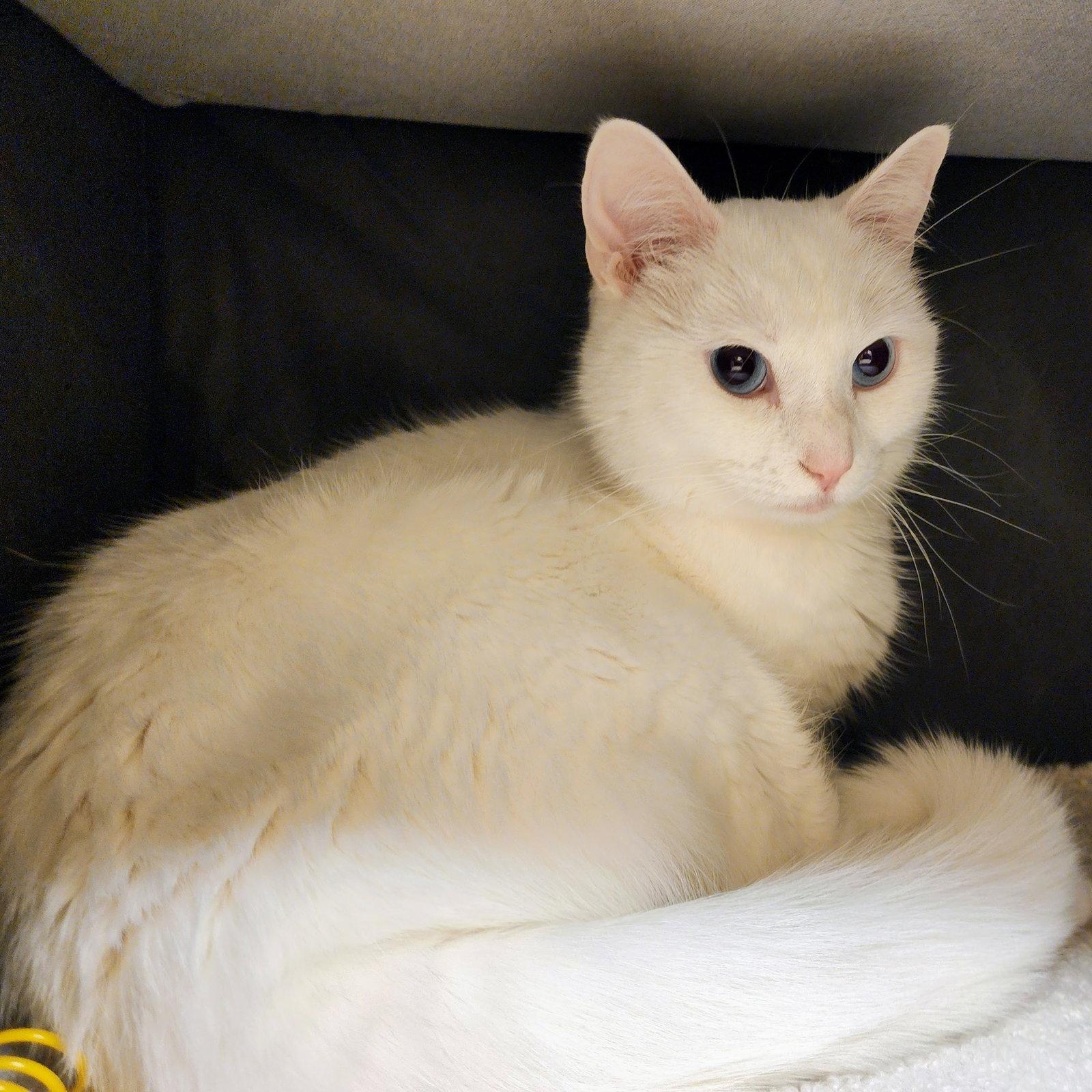 Sugar, Adoptable, Adult Female Domestic Short Hair.