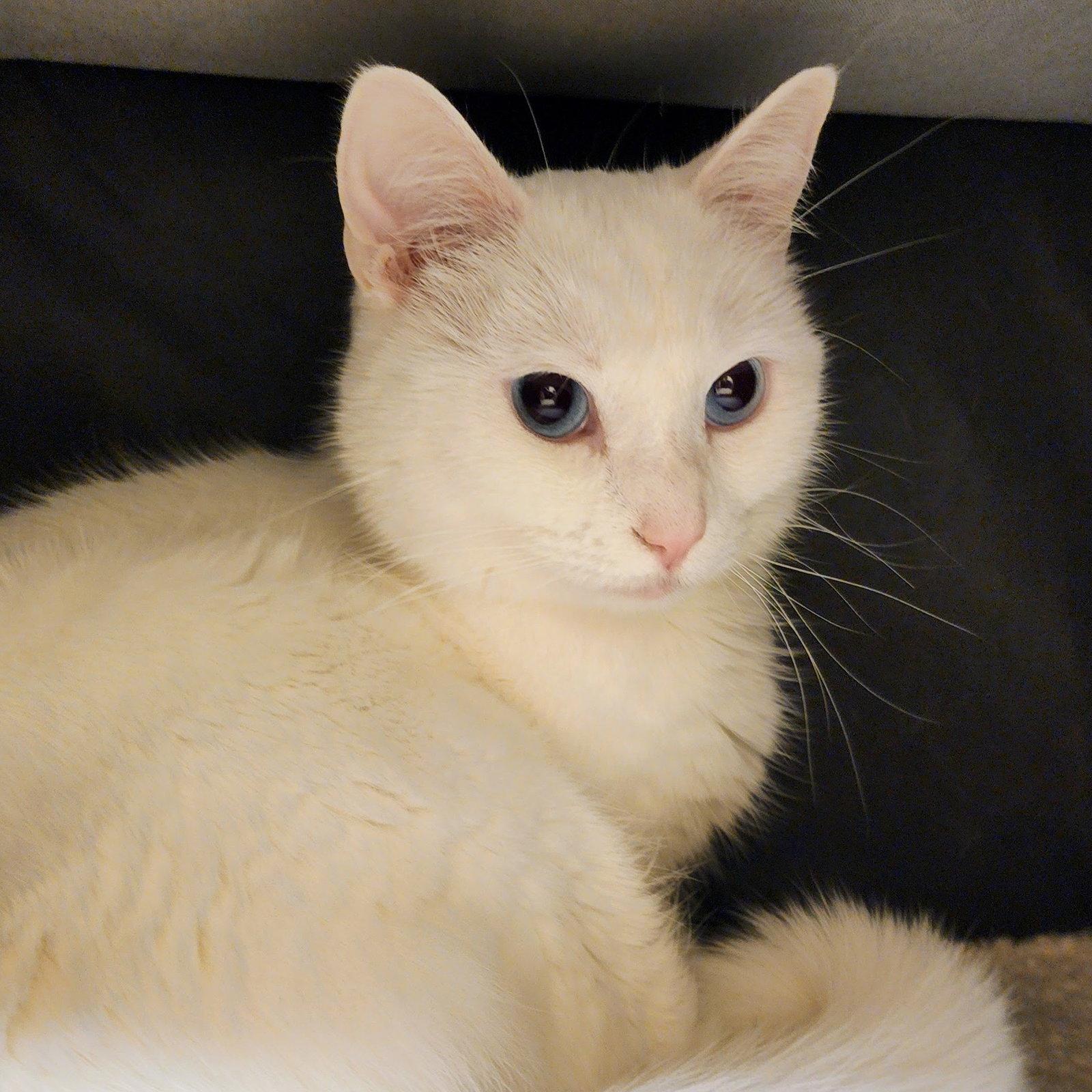 Enlarge Sugar, a Adoptable Domestic Short Hair in Garland, TX image 2/3