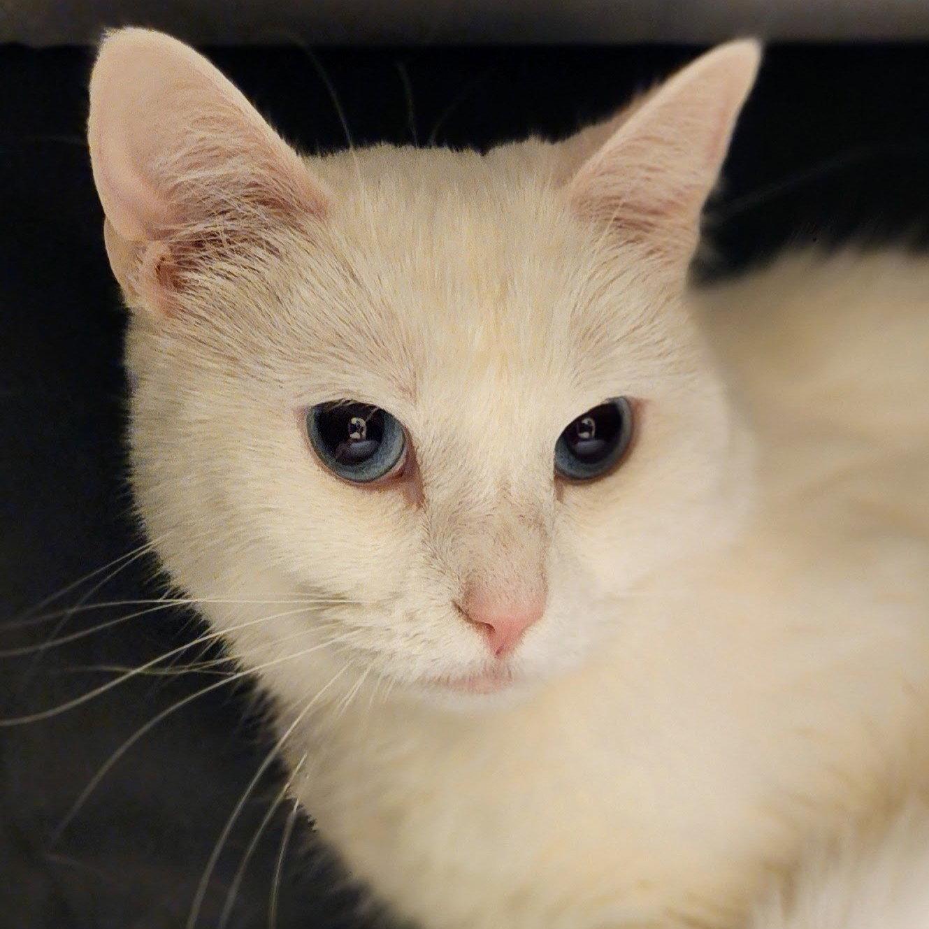 Enlarge Sugar, a Adoptable Domestic Short Hair in Garland, TX image 3/3