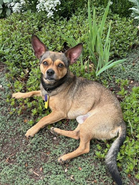 Colby, Adoptable, Adult Male Chihuahua.