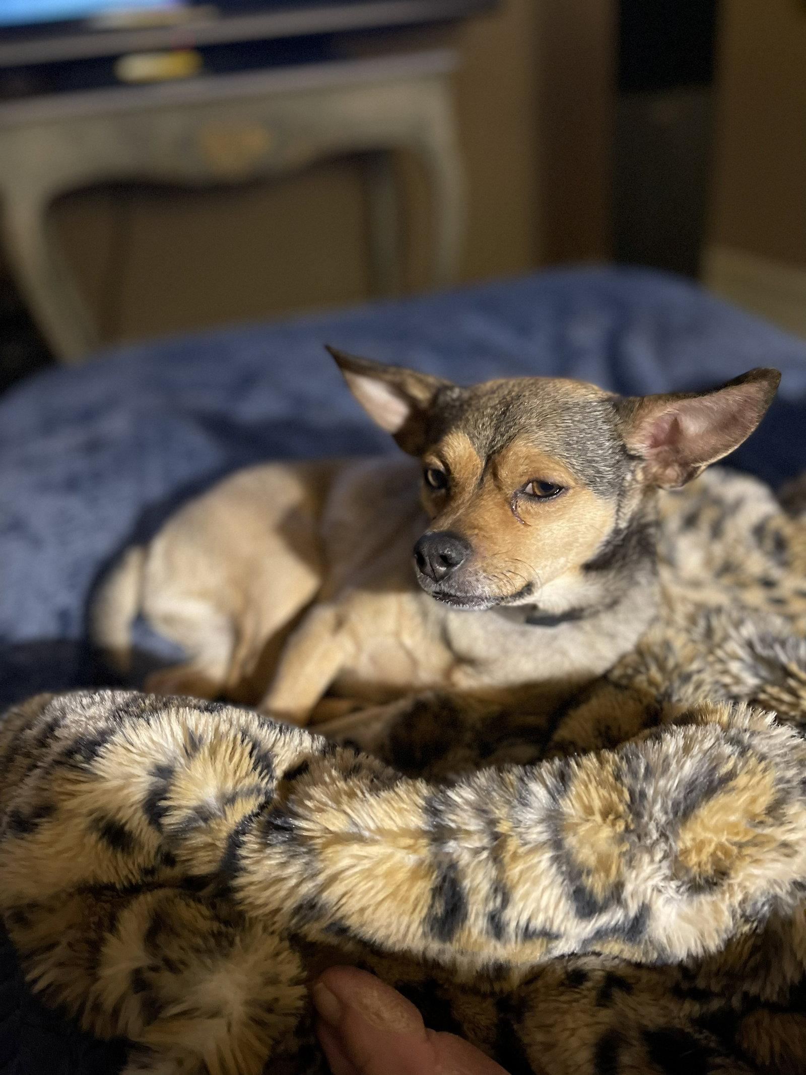 Enlarge Colby, a Adoptable Chihuahua in Aurora, CO image 2/3