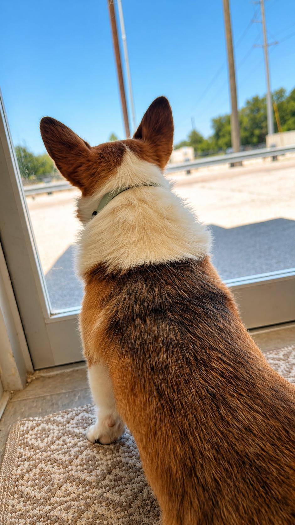 Spud, an adopted Pembroke Welsh Corgi in Hooksett, NH image 2/2