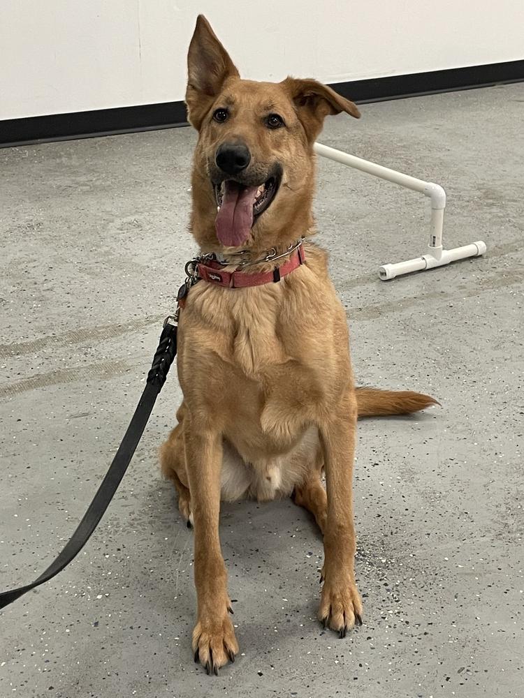 Remmy, a Adopted German Shepherd Dog image 2/6