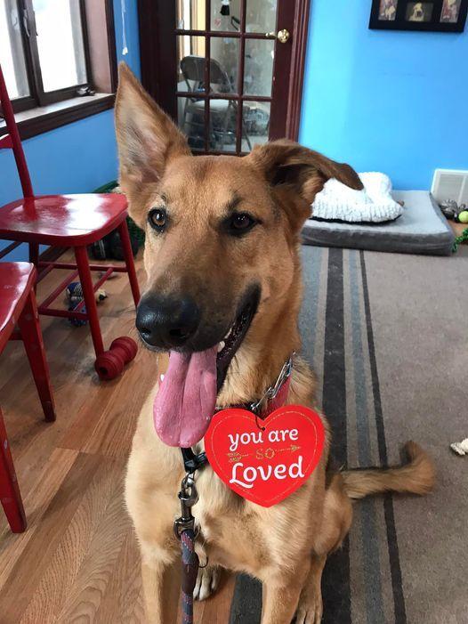 Remmy, a Adopted German Shepherd Dog image 5/6