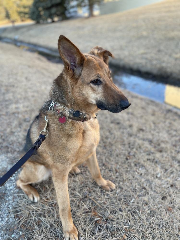 Remmy, a Adopted German Shepherd Dog image 6/6