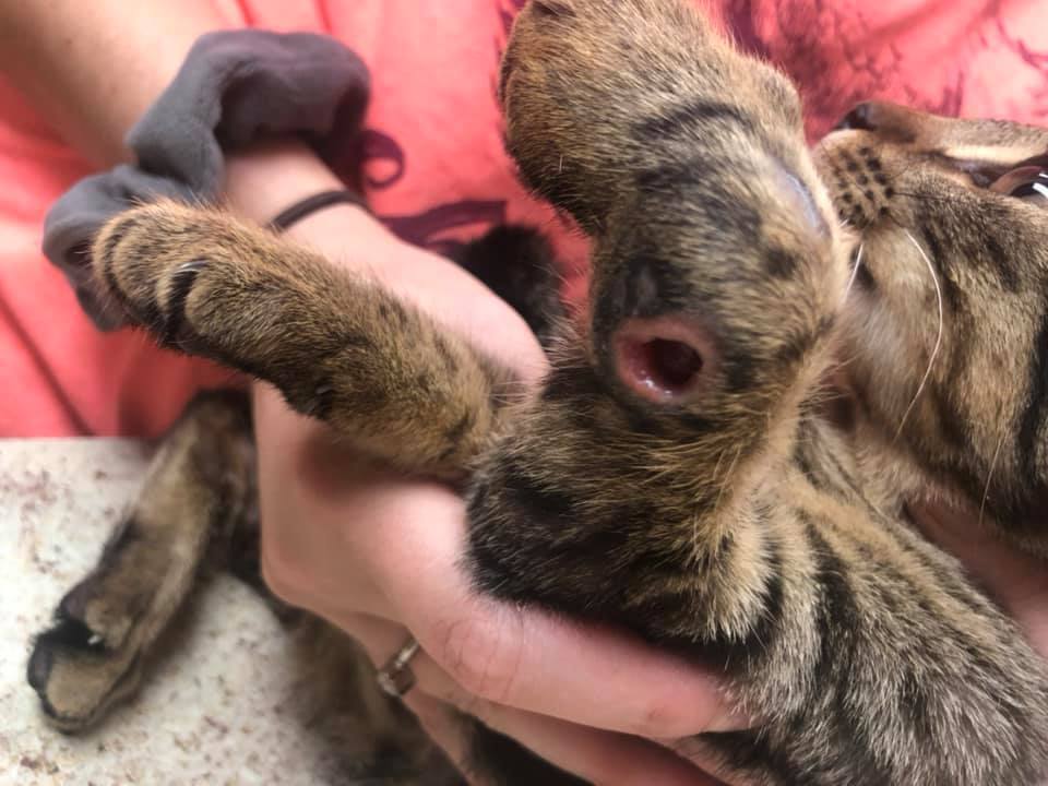 Willow, an adoptable American Shorthair in HENDERSON, TX, 75652 | Photo Image 2