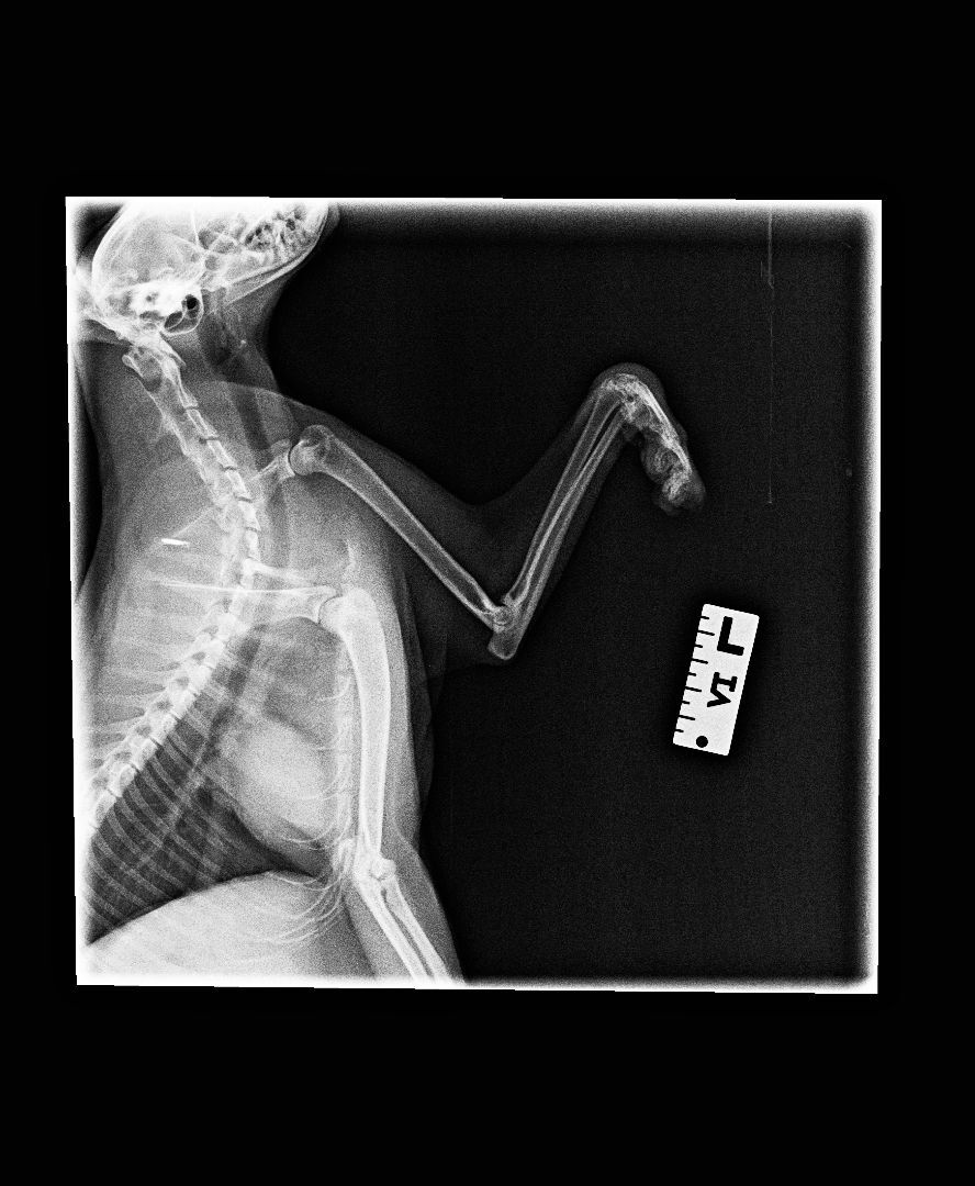 Willow, a Adoptable American Shorthair in HENDERSON, TX image 2/6