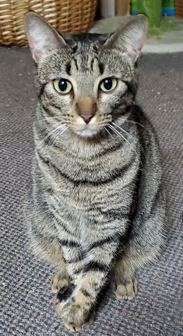 Willow, an adoptable American Shorthair in HENDERSON, TX, 75652 | Photo Image 1