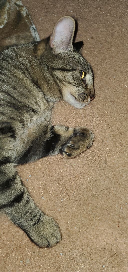 Willow, a Adoptable American Shorthair in HENDERSON, TX image 4/6