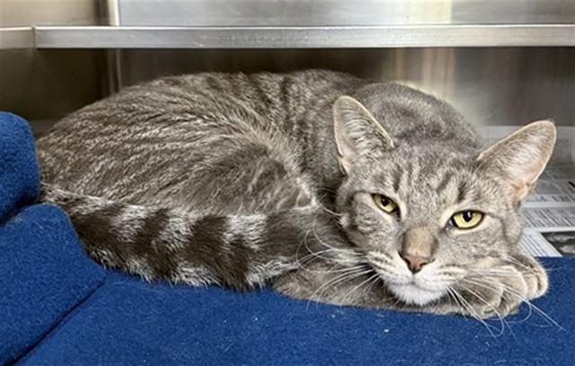 MOUSE, Adoptable, Adult Male Domestic Short Hair.