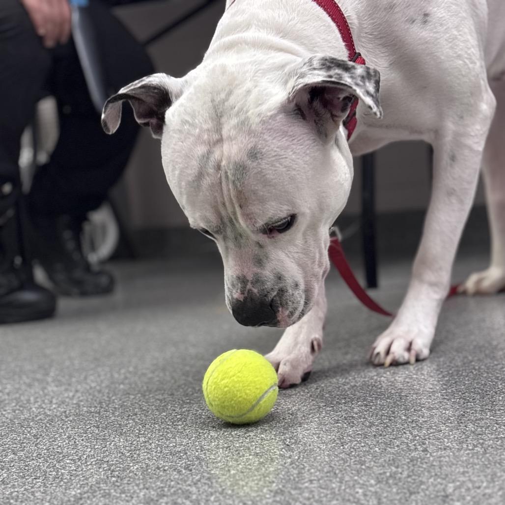 Sal, Adoptable, Adult Male Mixed Breed.