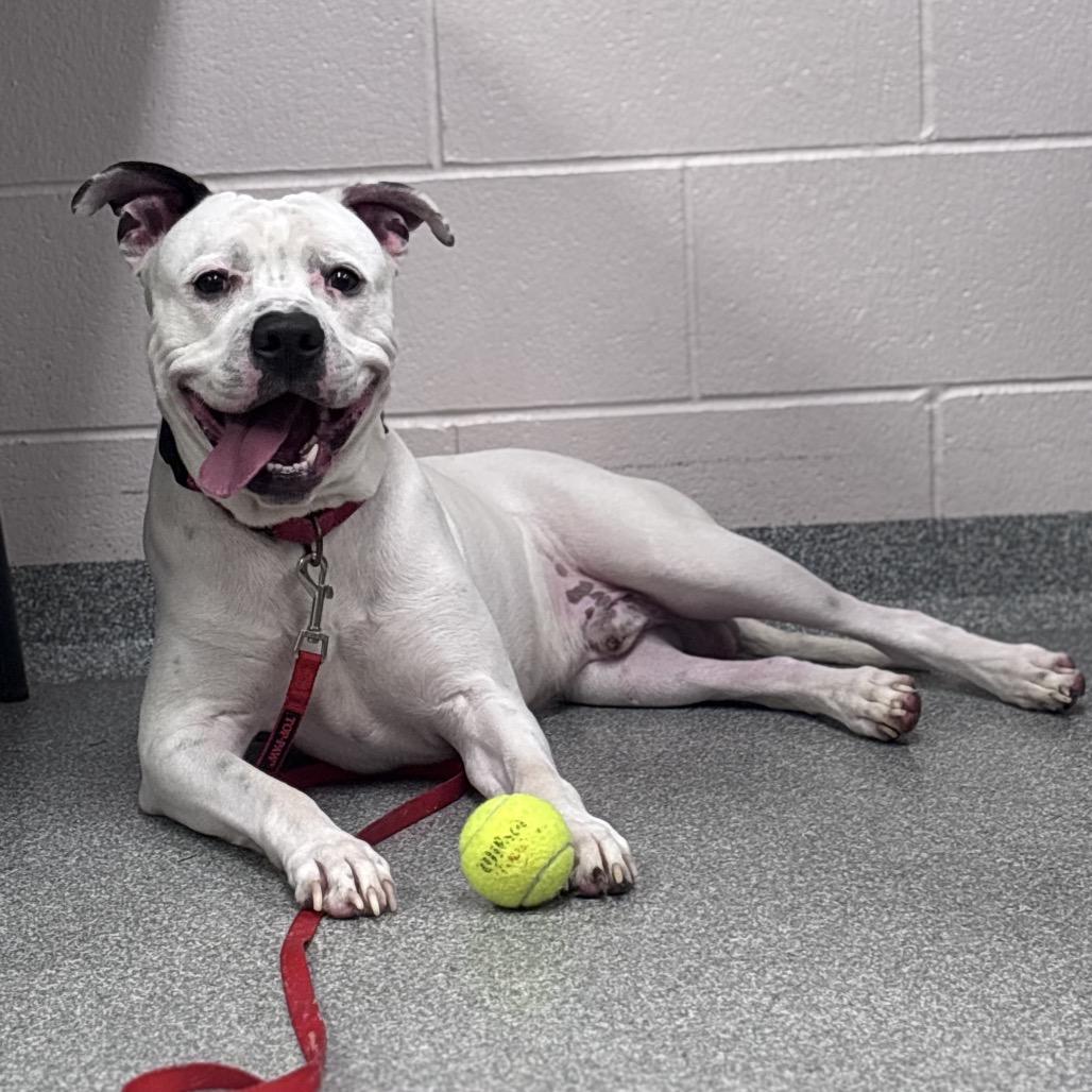 Enlarge Sal, a Adoptable Mixed Breed in Batavia, OH image 2/4