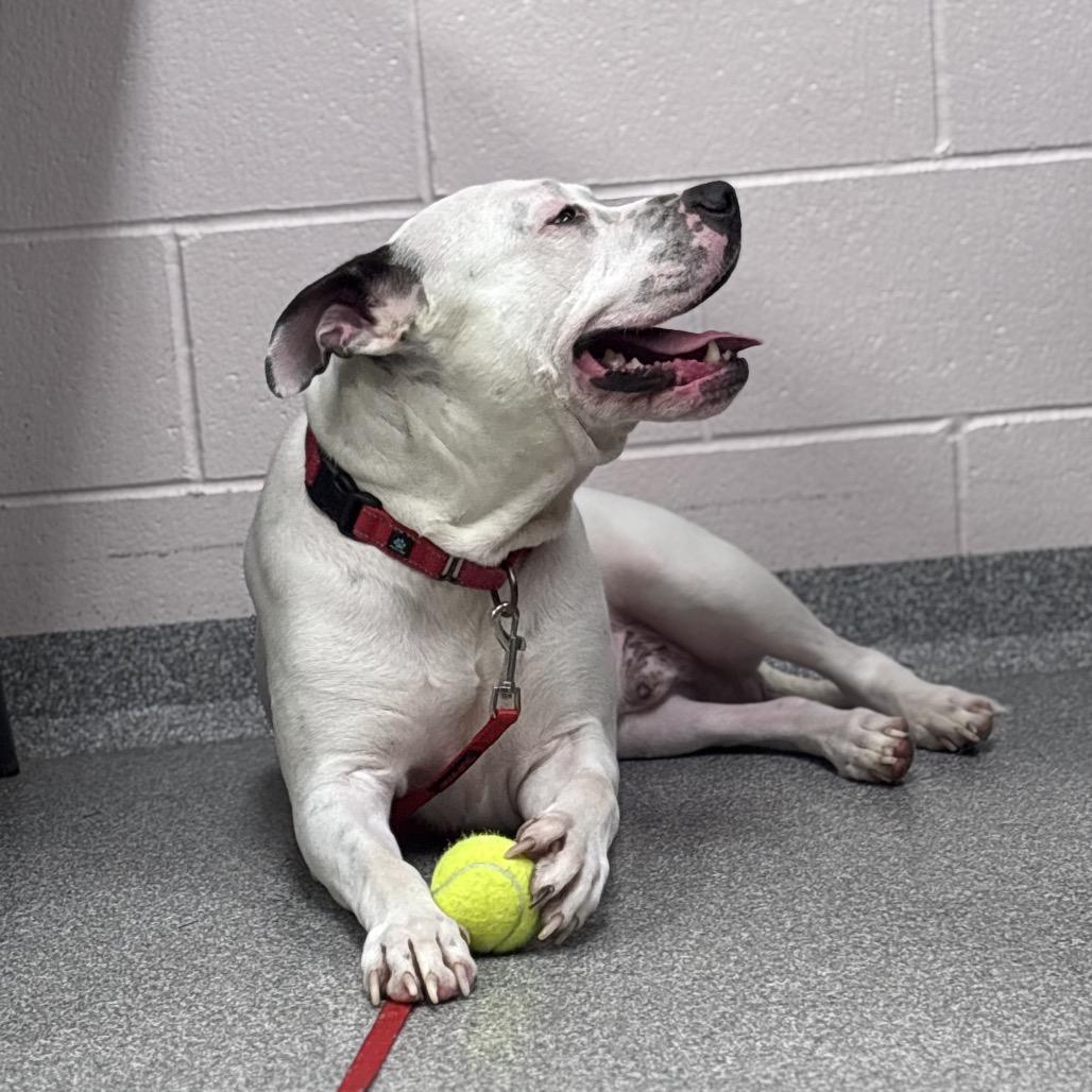 Enlarge Sal, a Adoptable Mixed Breed in Batavia, OH image 3/4