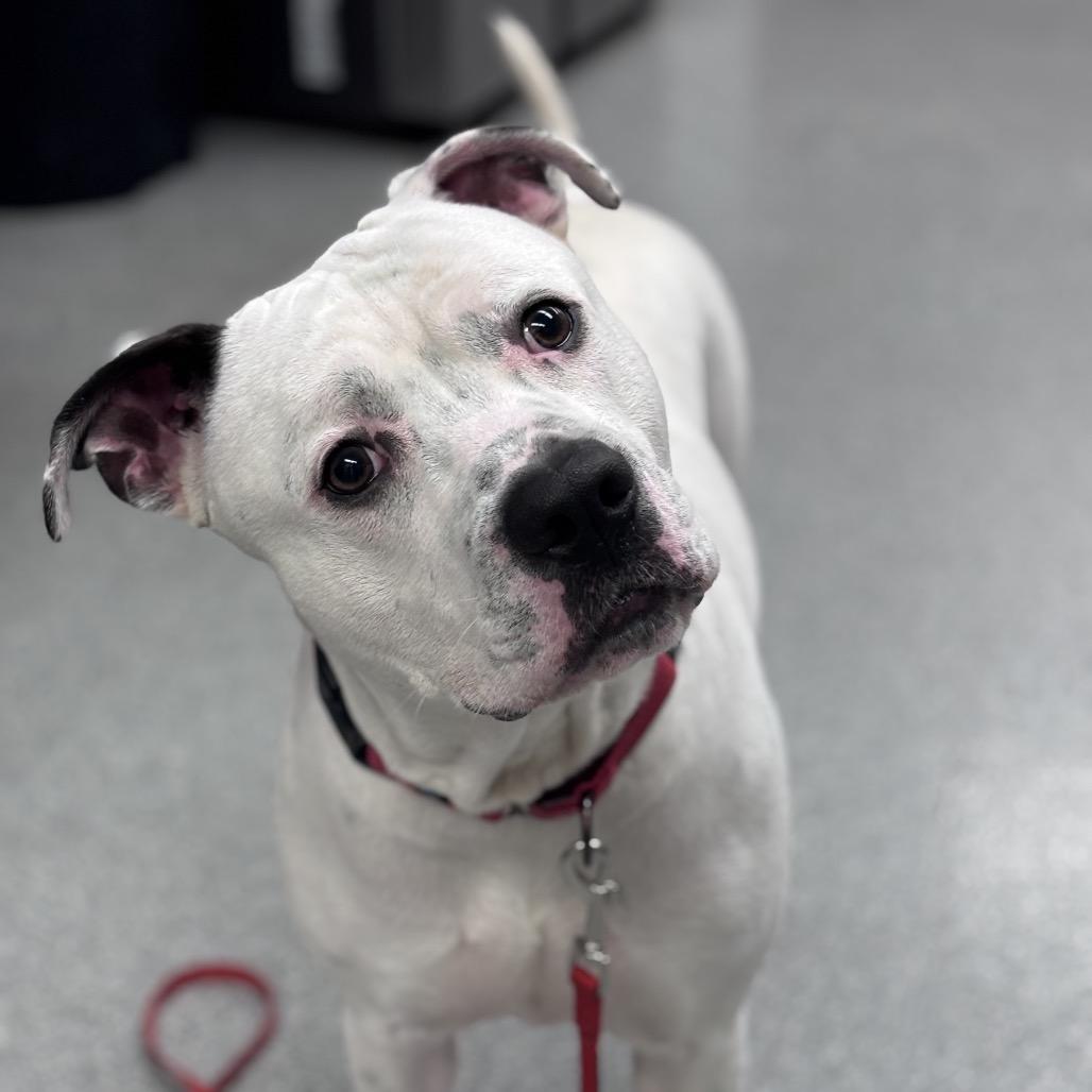 Enlarge Sal, a Adoptable Mixed Breed in Batavia, OH image 4/4