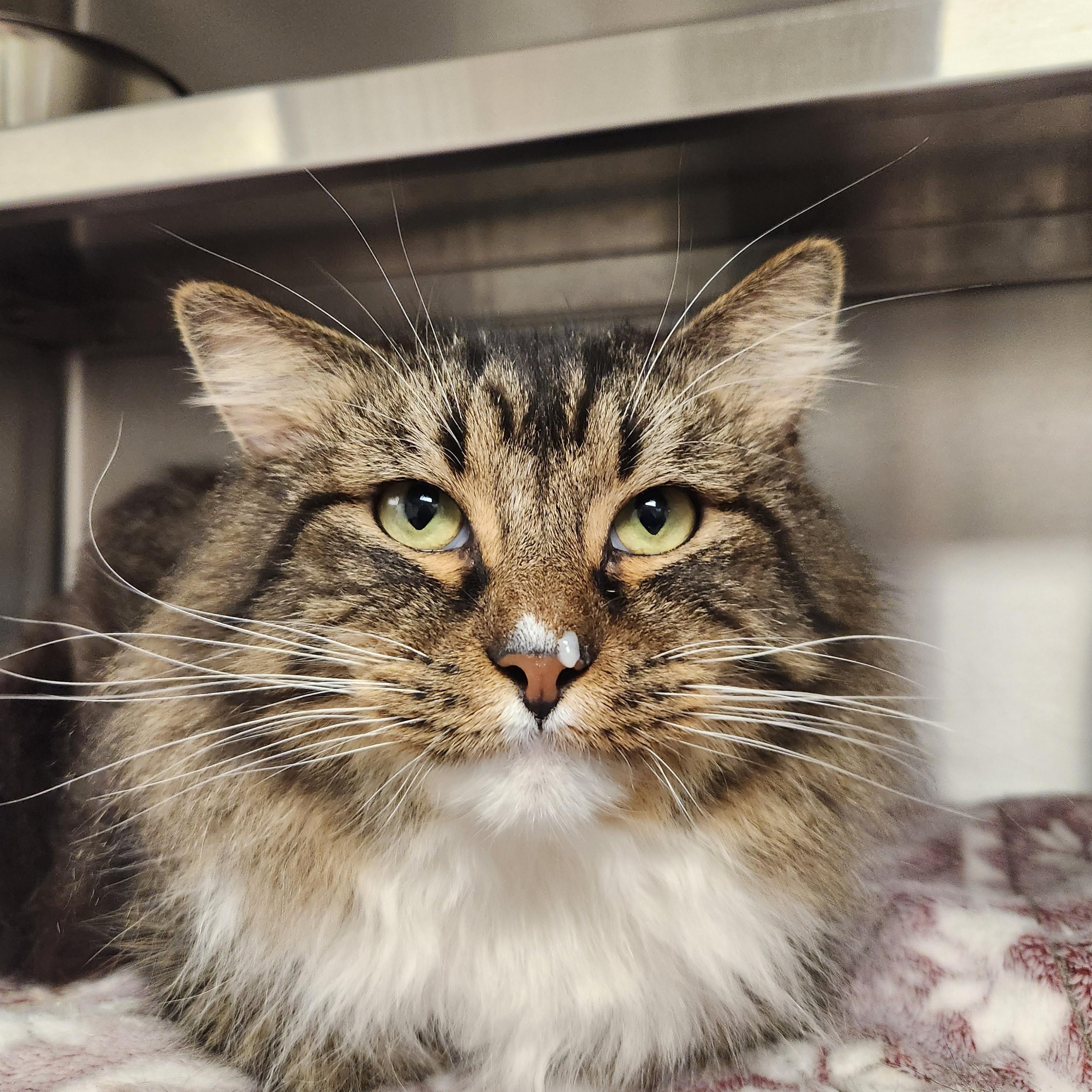 Enlarge Tonka, a ADOPTABLE Domestic Long Hair in Liberty, MO image 2/2