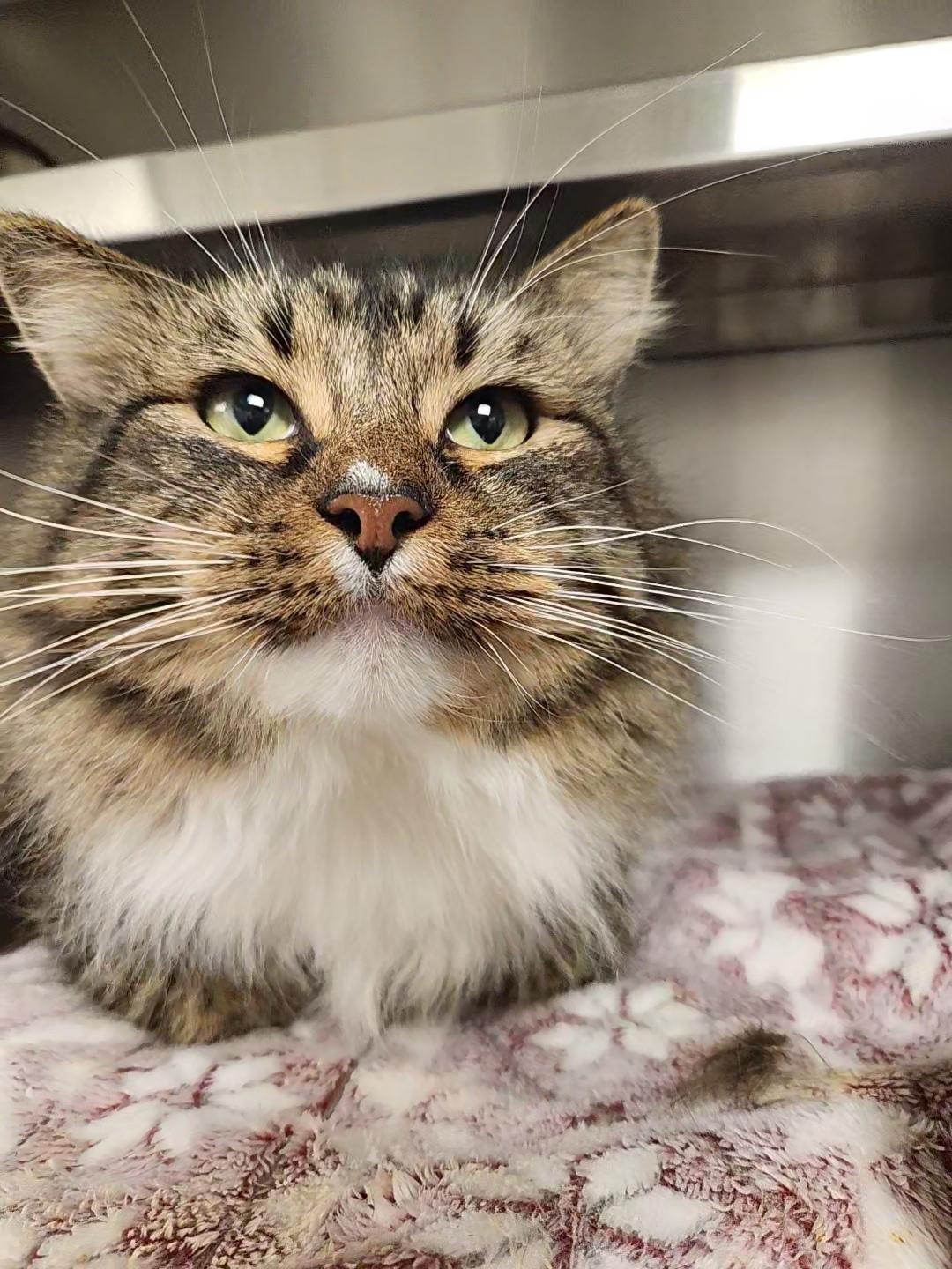Tonka, ADOPTABLE, Young Male Domestic Long Hair.