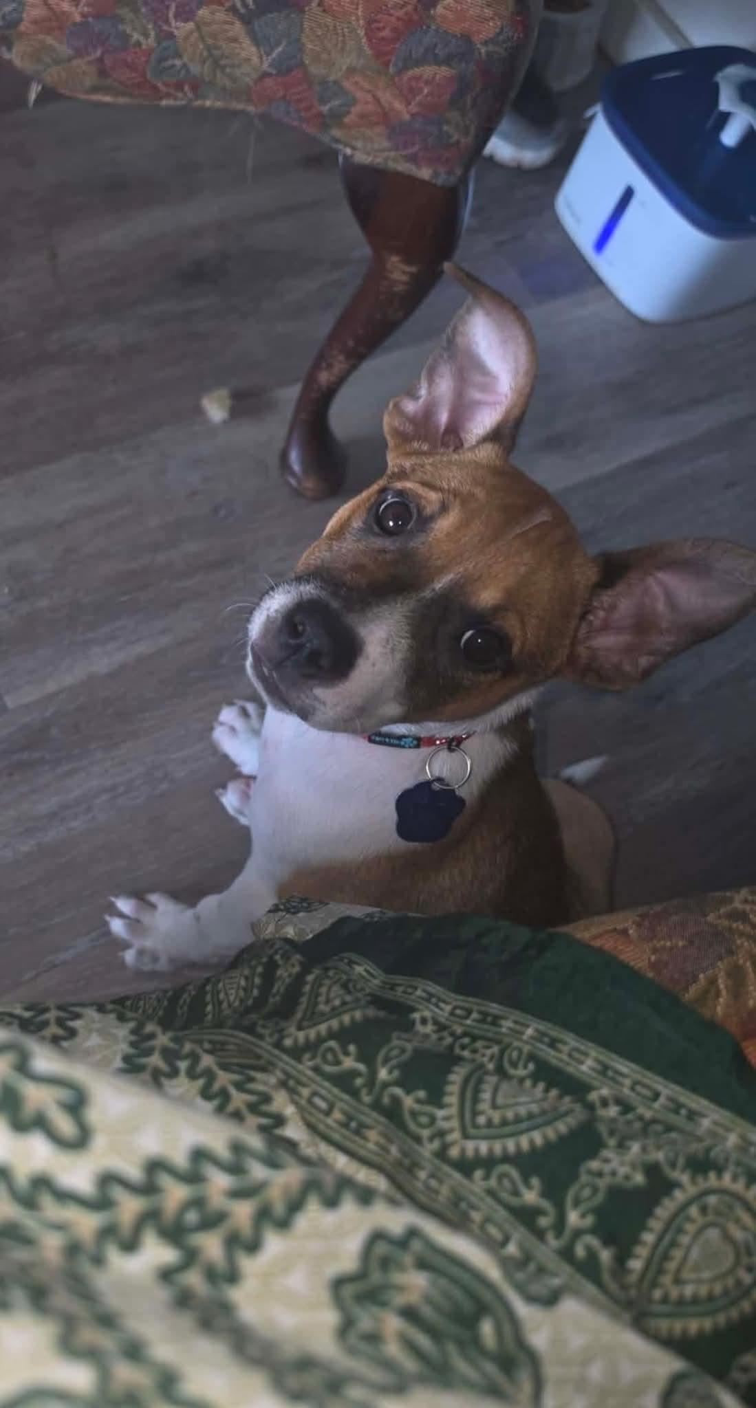 Enlarge Poky/Buddy, an adopted mixed breed in Cleveland, OK image 1/1