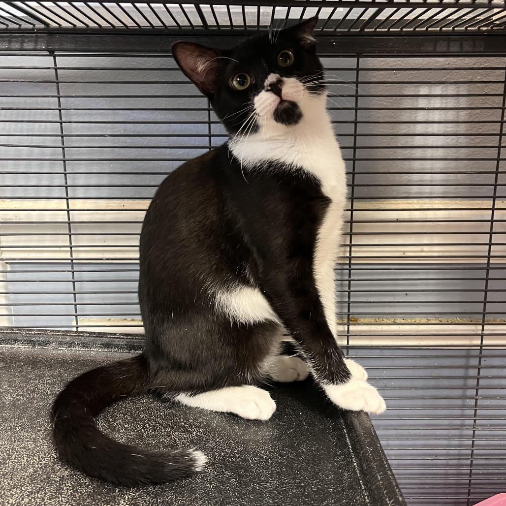 Nightshade — thumbnail 2