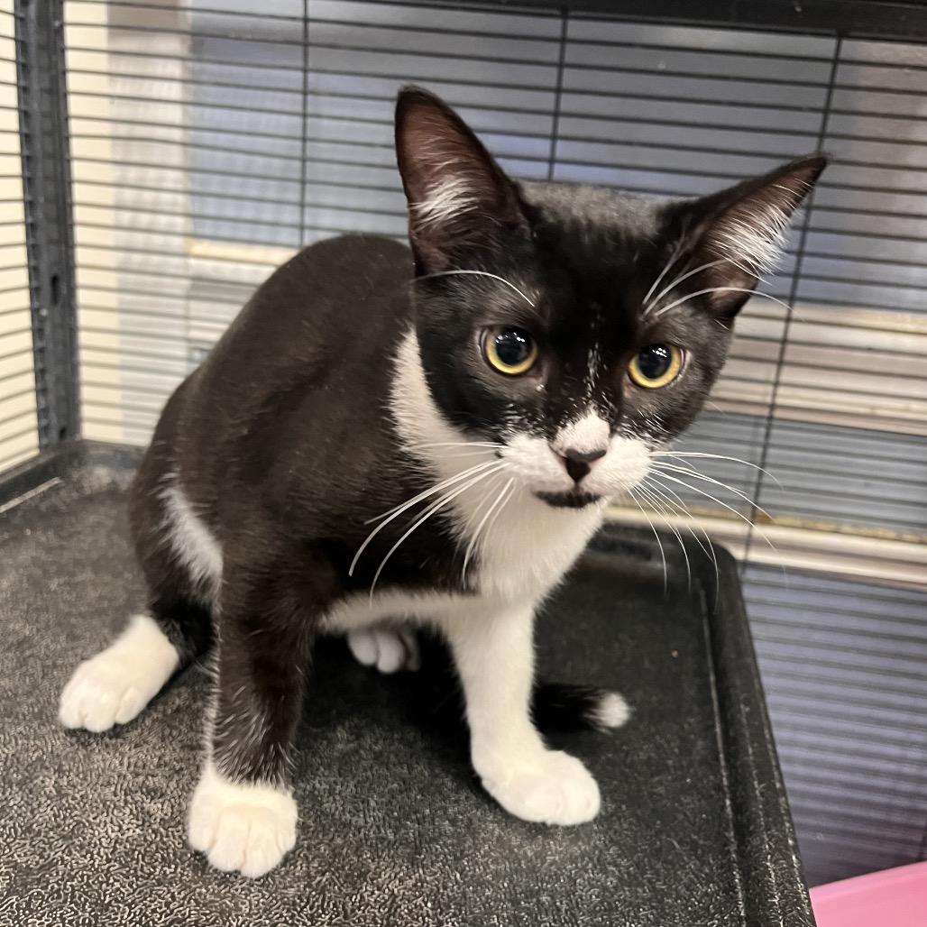 Nightshade — thumbnail 3