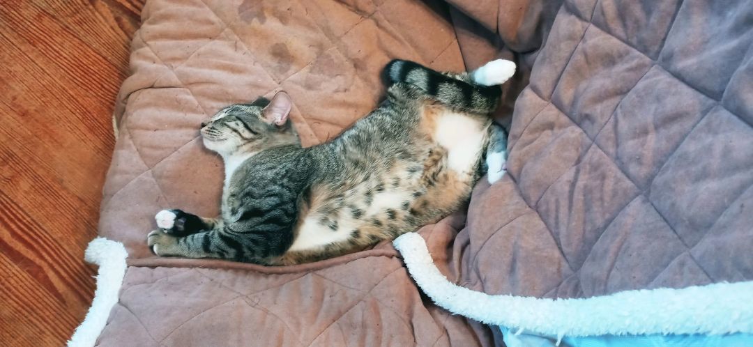 Tooty (Two), Adoptable, Young Male Tabby.