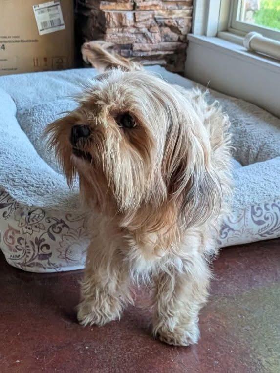 Isabel, ADOPTABLE, Adult Female Shih Tzu.