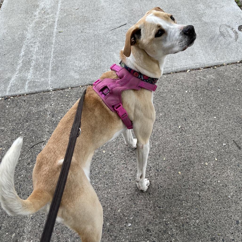 Enlarge Parker 22631 Vacation Foster Needed 9/15-9/19, a Adoptable mixed breed in Minneapolis, MN image 1/6