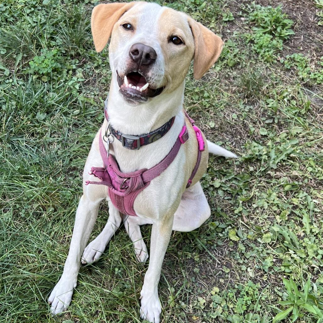 Enlarge Parker 22631 Vacation Foster Needed 9/15-9/19, a Adoptable mixed breed in Minneapolis, MN image 2/6
