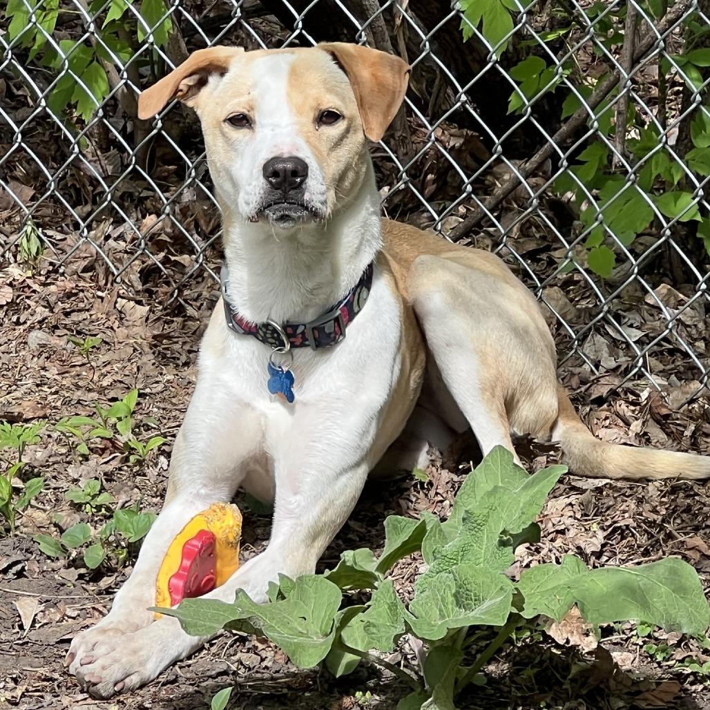 Enlarge Parker 22631 Vacation Foster Needed 9/15-9/19, a Adoptable mixed breed in Minneapolis, MN image 3/6