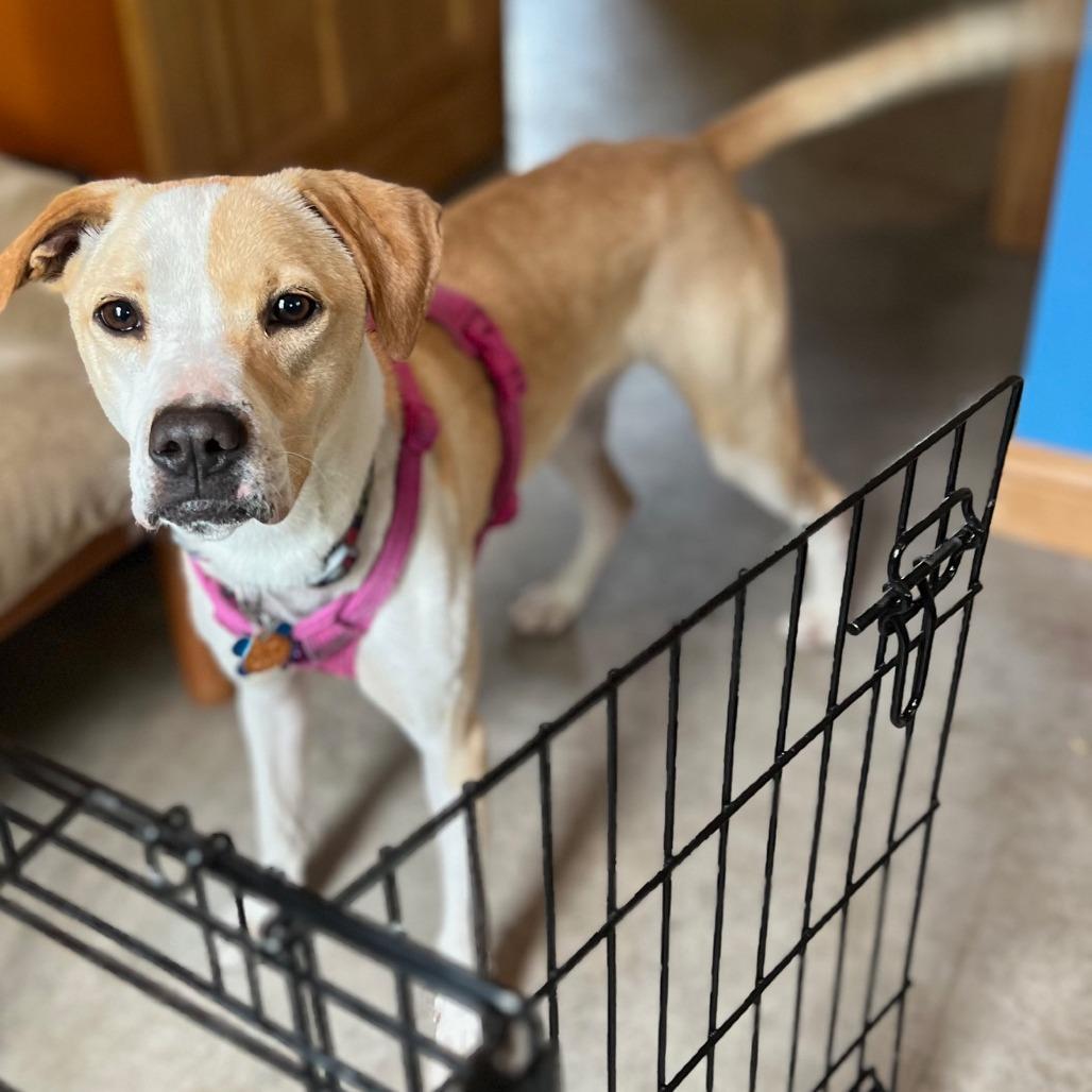 Enlarge Parker 22631 Vacation Foster Needed 9/15-9/19, a Adoptable mixed breed in Minneapolis, MN image 4/6