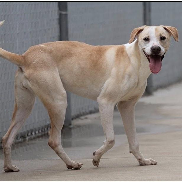 Enlarge Parker 22631 Vacation Foster Needed 9/15-9/19, a Adoptable mixed breed in Minneapolis, MN image 5/6