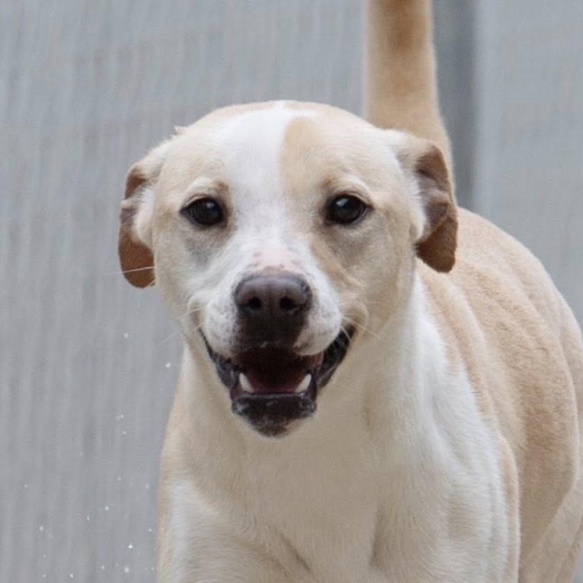 Enlarge Parker 22631 Vacation Foster Needed 9/15-9/19, a Adoptable mixed breed in Minneapolis, MN image 6/6