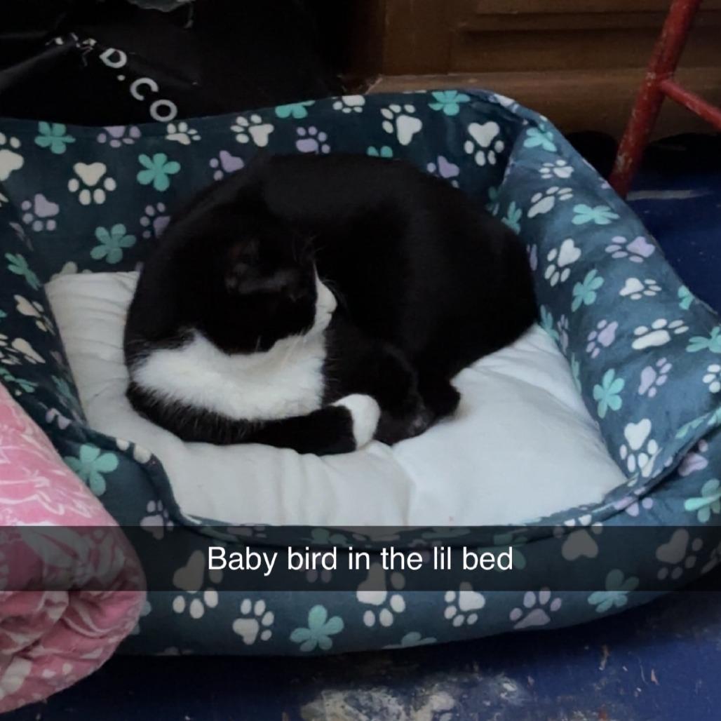 Little Bird, Adoptable, Adult Female Domestic Short Hair.
