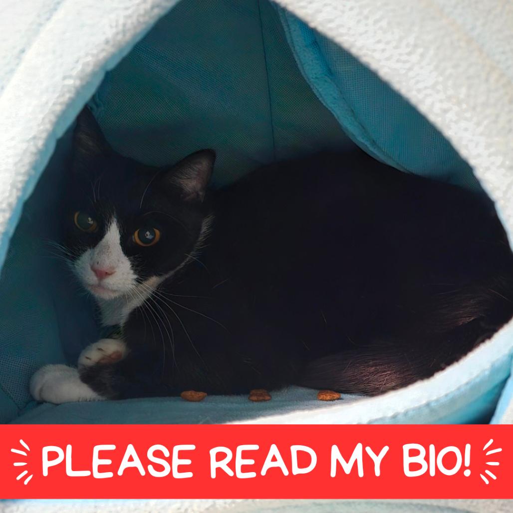 Little Bird, Adoptable, Adult Female Domestic Short Hair.