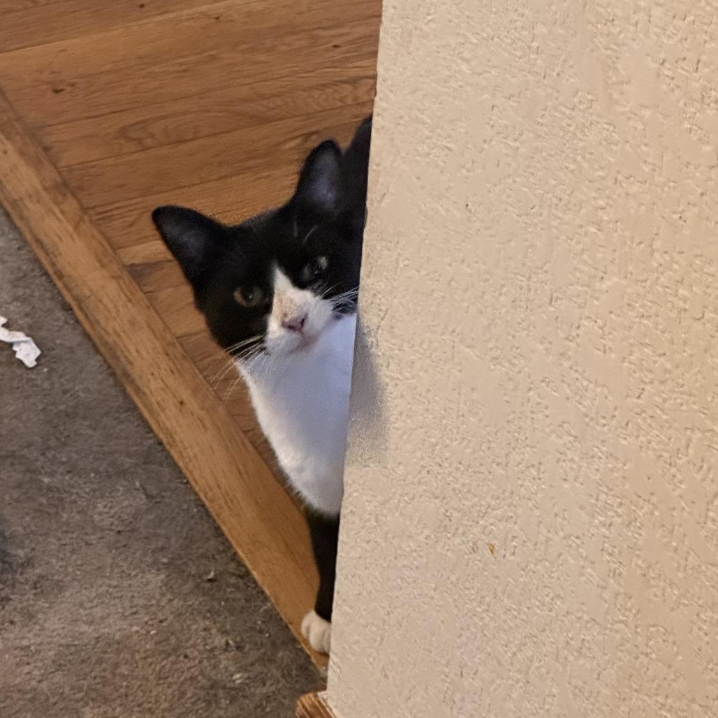 Enlarge Little Bird, a Adoptable Domestic Short Hair in Denver, CO image 3/6