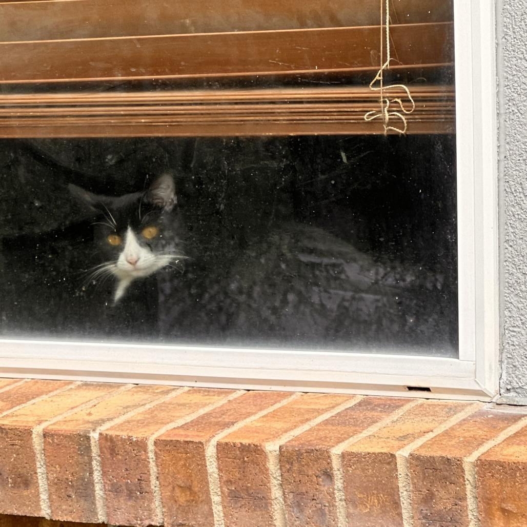 Enlarge Little Bird, a Adoptable Domestic Short Hair in Denver, CO image 4/6
