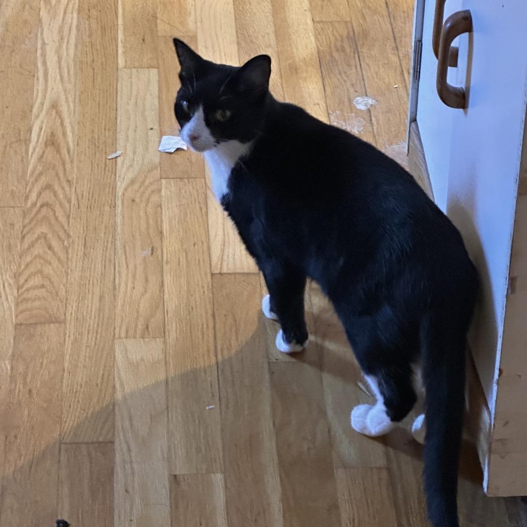 Enlarge Little Bird, a Adoptable Domestic Short Hair in Denver, CO image 5/6