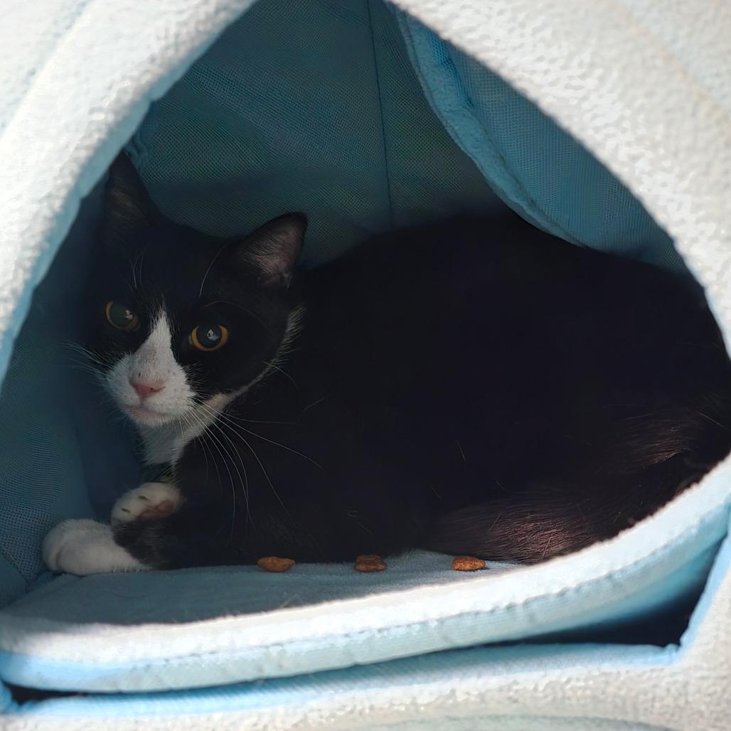 Enlarge Little Bird, a Adoptable Domestic Short Hair in Denver, CO image 2/2