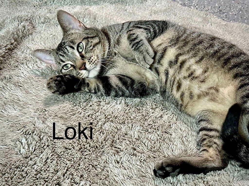 Enlarge Loki, a Adoptable mixed breed in Saint George, UT image 1/3