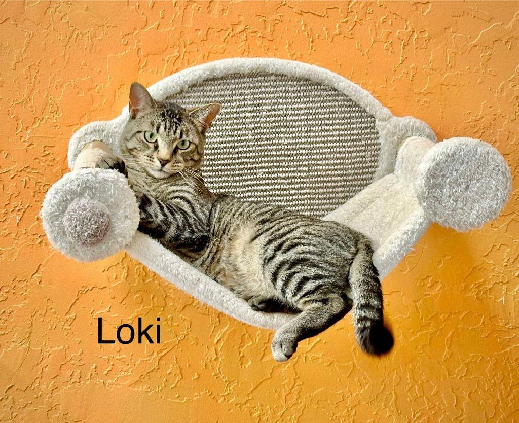 Enlarge Loki, a Adoptable mixed breed in Saint George, UT image 2/3